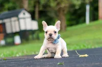 Koby, a male French Bulldog for sale in Millersburg, OH – 3 of 10