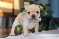 Leo, a male French Bulldog for sale in Millersburg, OH – Photo 2 of 6