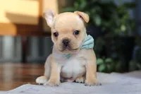 Leo, a male French Bulldog for sale in Millersburg, OH – Photo 3 of 6