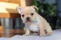 Leo, a male French Bulldog for sale in Millersburg, OH – Photo 4 of 6