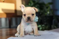 Leo, a male French Bulldog for sale in Millersburg, OH – Photo 5 of 6