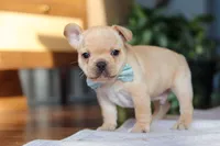 Leo, a male French Bulldog for sale in Millersburg, OH – Photo 1 of 6