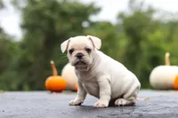 Sampson, a male French Bulldog for sale in Millersburg, OH – 6 of 9