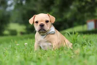 Jax, a male French Bulldog for sale in Millersburg, OH – Photo 1 of 6