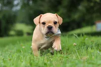 Jax, a male French Bulldog for sale in Millersburg, OH – Photo 3 of 6