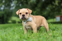 Jax, a male French Bulldog for sale in Millersburg, OH – Photo 4 of 6