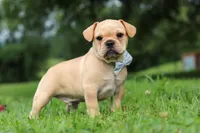 Jax, a male French Bulldog for sale in Millersburg, OH – Photo 5 of 6