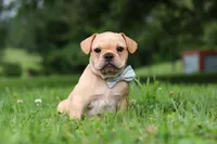 Jax, a male French Bulldog for sale in Millersburg, OH – Photo 6 of 6