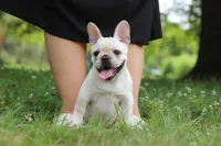 Allie, a female French Bulldog for sale in Millersburg, OH – 2 of 9