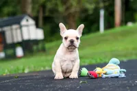 Koby, a male French Bulldog for sale in Millersburg, OH – 8 of 10