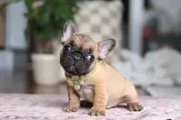 Sebastian, a male French Bulldog for sale in Millersburg, OH – Photo 1 of 8