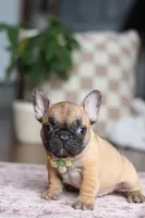 Sebastian, a male French Bulldog for sale in Millersburg, OH – Photo 8 of 8