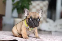 Sebastian, a male French Bulldog for sale in Millersburg, OH – Photo 2 of 8