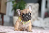 Sebastian, a male French Bulldog for sale in Millersburg, OH – Photo 4 of 8