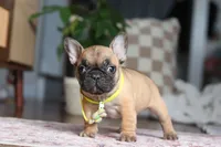 Sebastian, a male French Bulldog for sale in Millersburg, OH – Photo 3 of 8