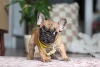 Sebastian, a male French Bulldog for sale in Millersburg, OH – Photo 6 of 8