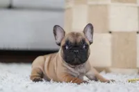 Sebastian, a male French Bulldog for sale in Millersburg, OH – Photo 7 of 8