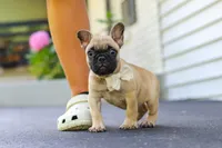 Callie, a female French Bulldog for sale in Millersburg, OH – 8 of 10