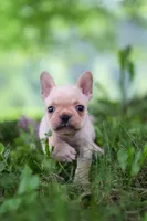 Cody, a male French Bulldog for sale in Millersburg, OH – 4 of 10