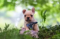 Cody, a male French Bulldog for sale in Millersburg, OH – 8 of 10
