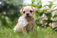 Margo, a female French Bulldog for sale in Millersburg, OH – Photo 9 of 10