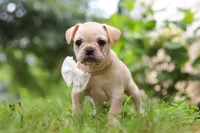 Margo, a female French Bulldog for sale in Millersburg, OH – Photo 7 of 10