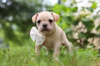 Margo, a female French Bulldog for sale in Millersburg, OH – Photo 6 of 10