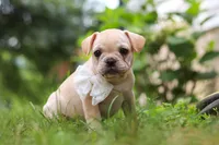 Margo, a female French Bulldog for sale in Millersburg, OH – Photo 8 of 10