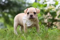 Margo, a female French Bulldog for sale in Millersburg, OH – Photo 1 of 10