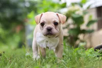 Margo, a female French Bulldog for sale in Millersburg, OH – Photo 2 of 10