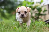 Margo, a female French Bulldog for sale in Millersburg, OH – Photo 5 of 10