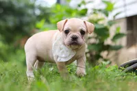 Margo, a female French Bulldog for sale in Millersburg, OH – Photo 4 of 10