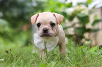 Margo, a female French Bulldog for sale in Millersburg, OH – Photo 3 of 10