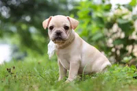 Margo, a female French Bulldog for sale in Millersburg, OH – Photo 10 of 10