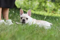 Allie, a female French Bulldog for sale in Millersburg, OH – 4 of 9