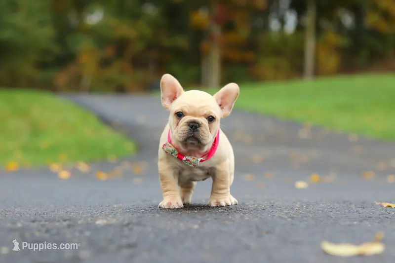 Allie – French Bulldog puppy for sale in Millersburg, OH