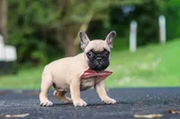 Callie, a female French Bulldog for sale in Millersburg, OH – 5 of 10