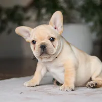 Ollie, a male French Bulldog for sale in Millersburg, OH – Photo 6 of 8