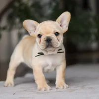 Ollie, a male French Bulldog for sale in Millersburg, OH – Photo 1 of 8