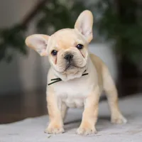 Ollie, a male French Bulldog for sale in Millersburg, OH – Photo 3 of 8