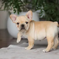 Ollie, a male French Bulldog for sale in Millersburg, OH – Photo 8 of 8