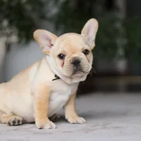 Ollie, a male French Bulldog for sale in Millersburg, OH – Photo 5 of 8