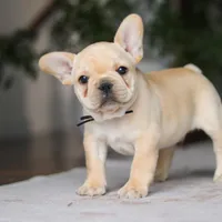 Ollie, a male French Bulldog for sale in Millersburg, OH – Photo 4 of 8