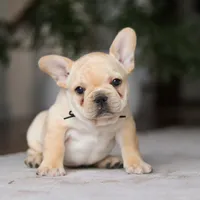 Ollie, a male French Bulldog for sale in Millersburg, OH – Photo 7 of 8