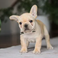 Ollie, a male French Bulldog for sale in Millersburg, OH – Photo 2 of 8