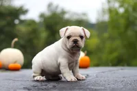 Sampson, a male French Bulldog for sale in Millersburg, OH – 3 of 9