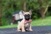 Callie, a female French Bulldog for sale in Millersburg, OH – 6 of 10