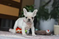 Iris, a female French Bulldog for sale in Millersburg, OH – Photo 3 of 5