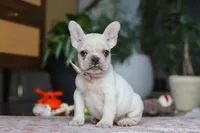 Iris, a female French Bulldog for sale in Millersburg, OH – Photo 2 of 5