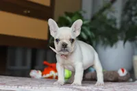 Iris, a female French Bulldog for sale in Millersburg, OH – Photo 4 of 5